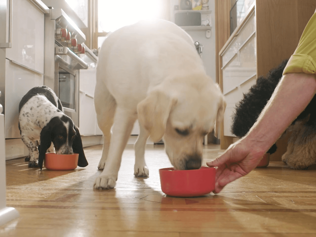 Ollie: Fresh & Healthy, Human-Grade Dog Food Delivery